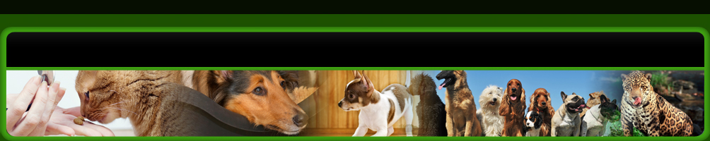 Miami animal clinic header